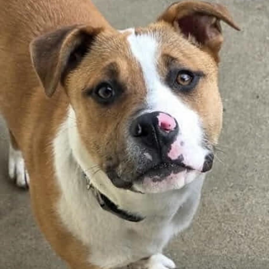 Enlarge Dodger, a ADOPTABLE mixed breed in Westland, MI image 2/6