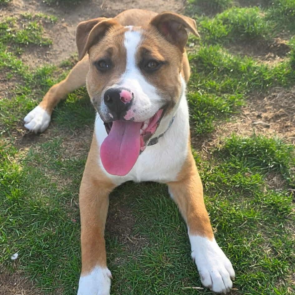 Enlarge Dodger, a ADOPTABLE mixed breed in Westland, MI image 5/6