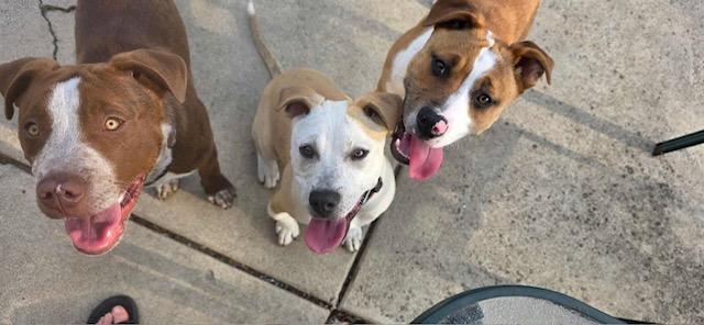 Enlarge Dodger, a ADOPTABLE mixed breed in Westland, MI image 6/6