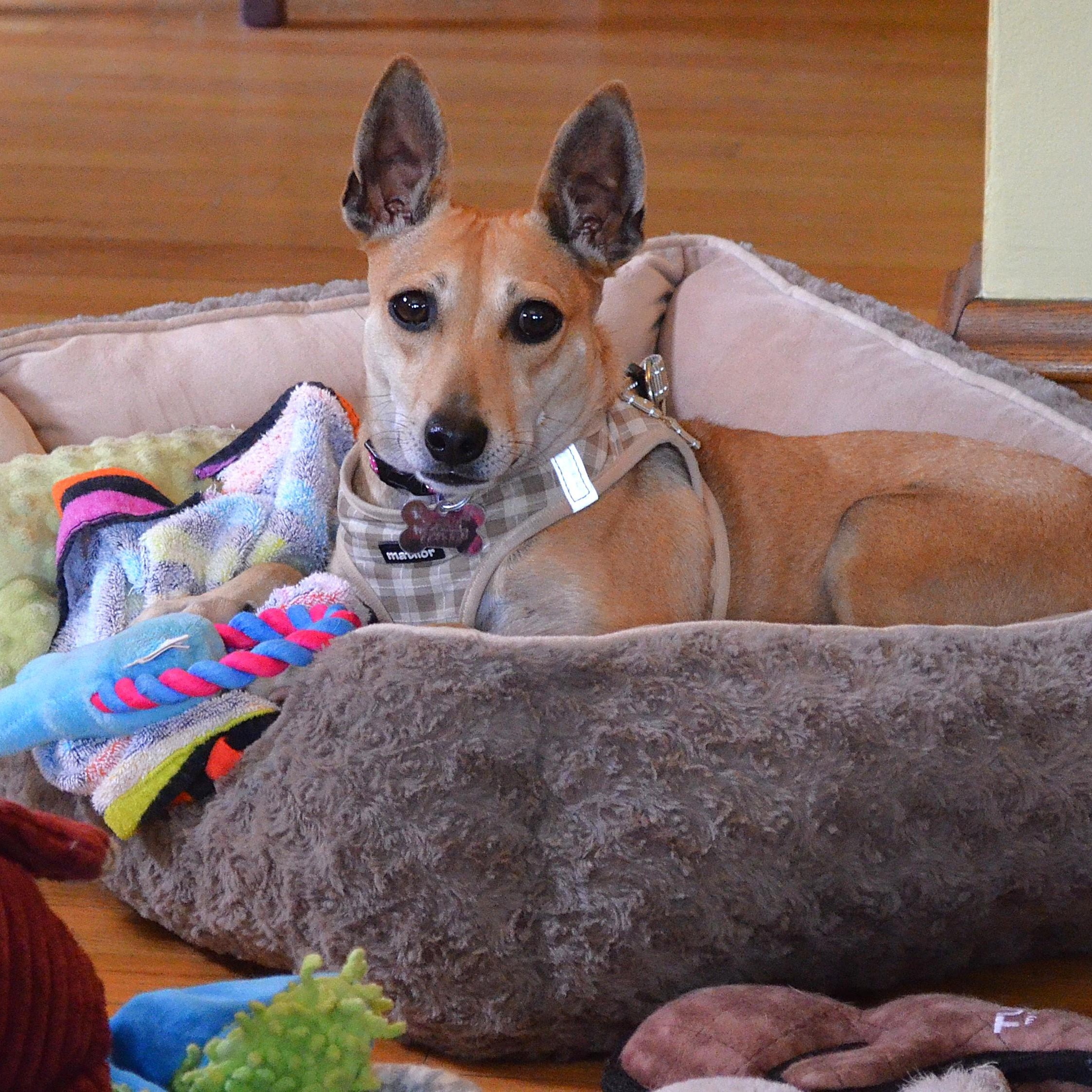 Sissy - ADOPTED!!, a Adoptable mixed breed in Scranton, PA image 2/6