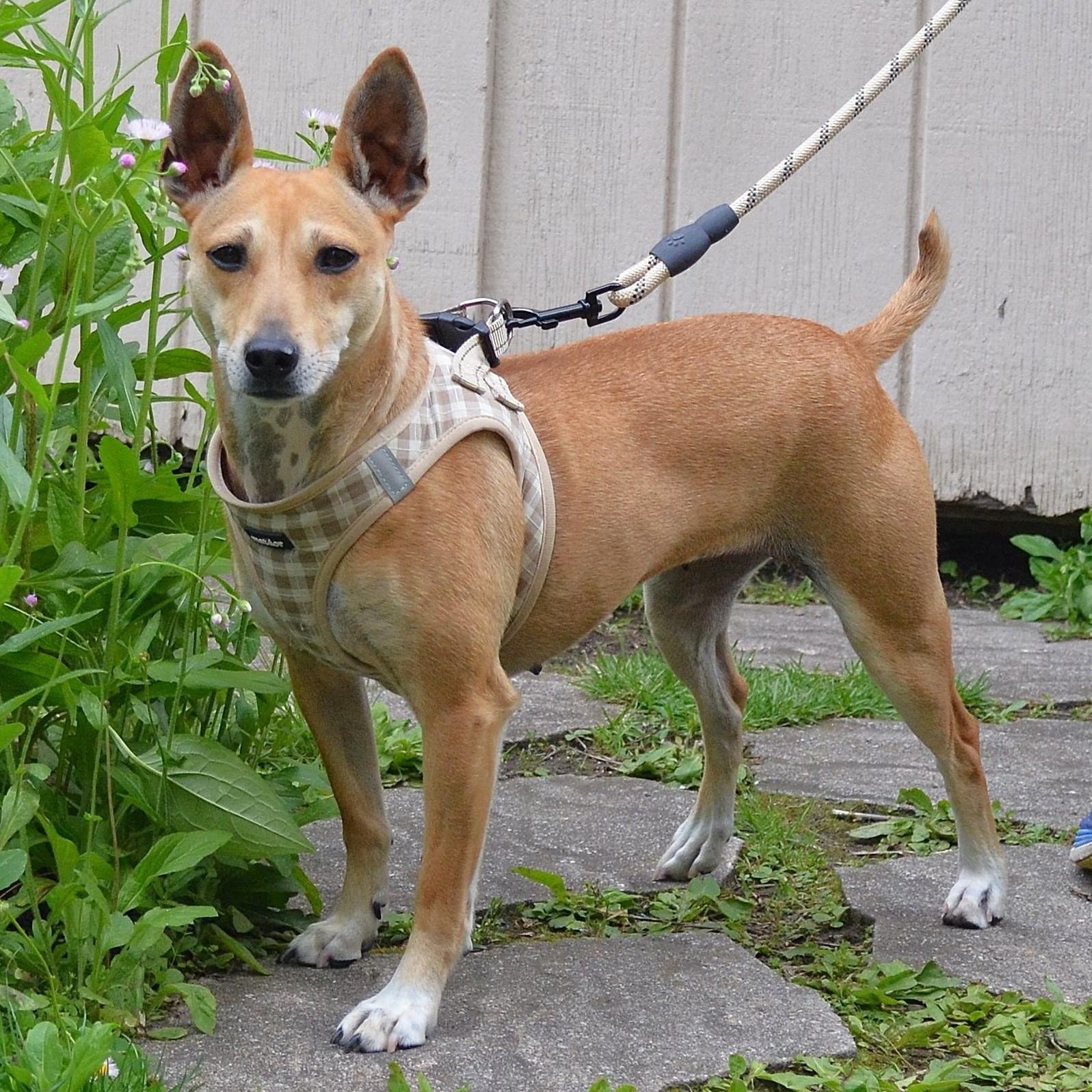 Sissy - ADOPTED!!, a Adoptable mixed breed in Scranton, PA image 3/6