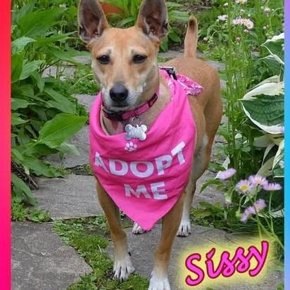 Sissy - ADOPTED!!, a Adoptable mixed breed in Scranton, PA image 4/6
