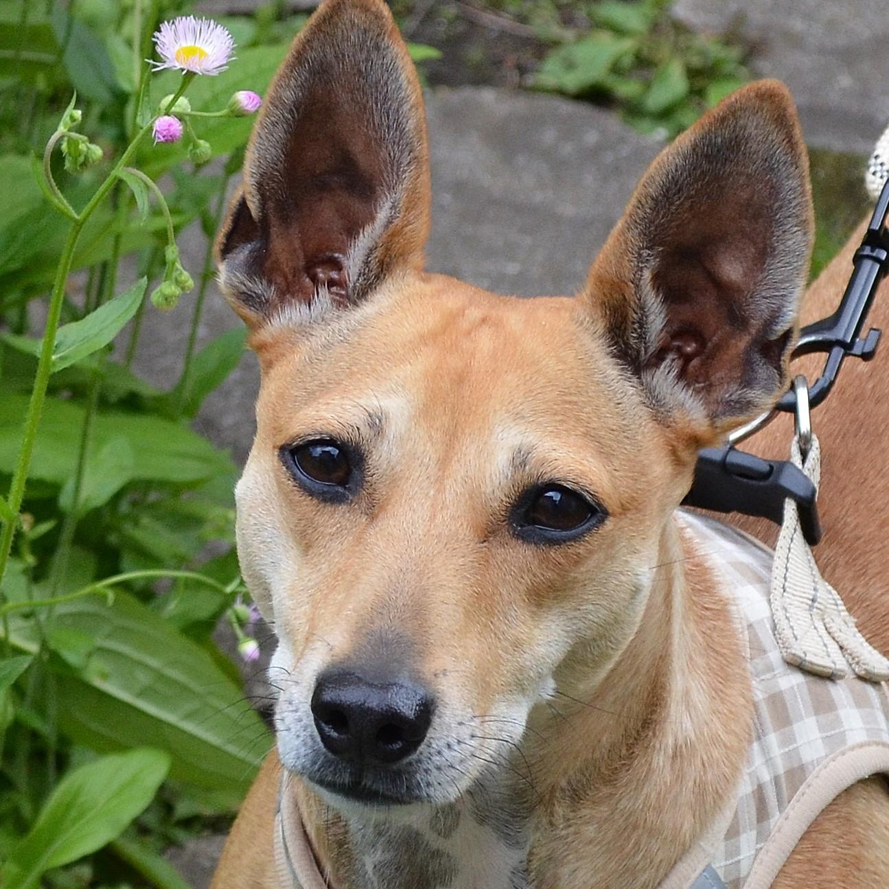 Sissy - ADOPTED!!, a Adoptable mixed breed in Scranton, PA image 1/6