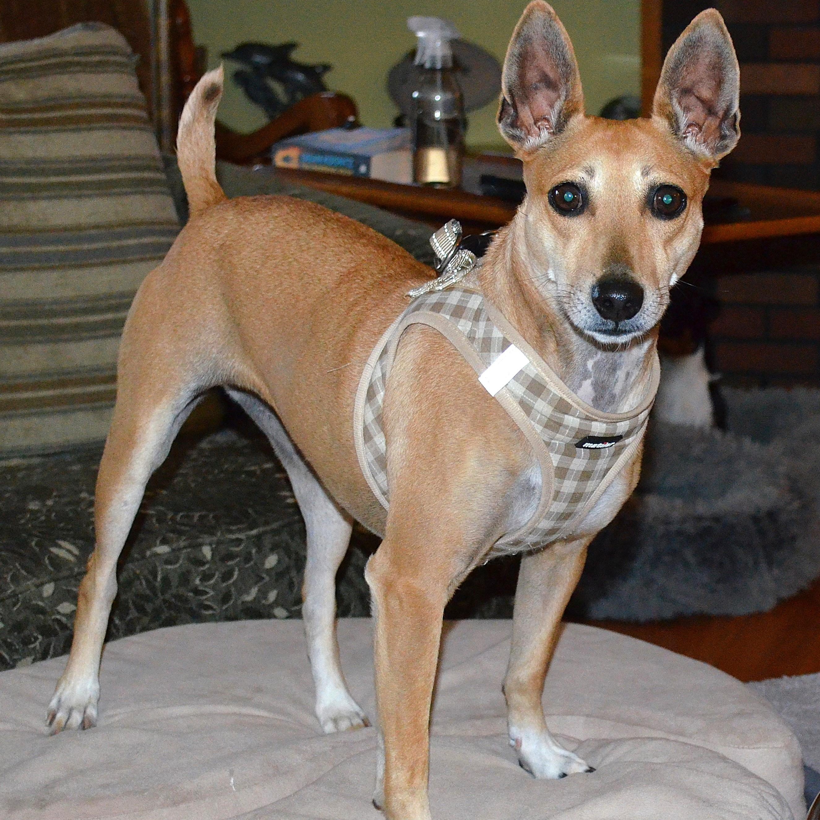 Sissy - ADOPTED!!, a Adoptable mixed breed in Scranton, PA image 5/6