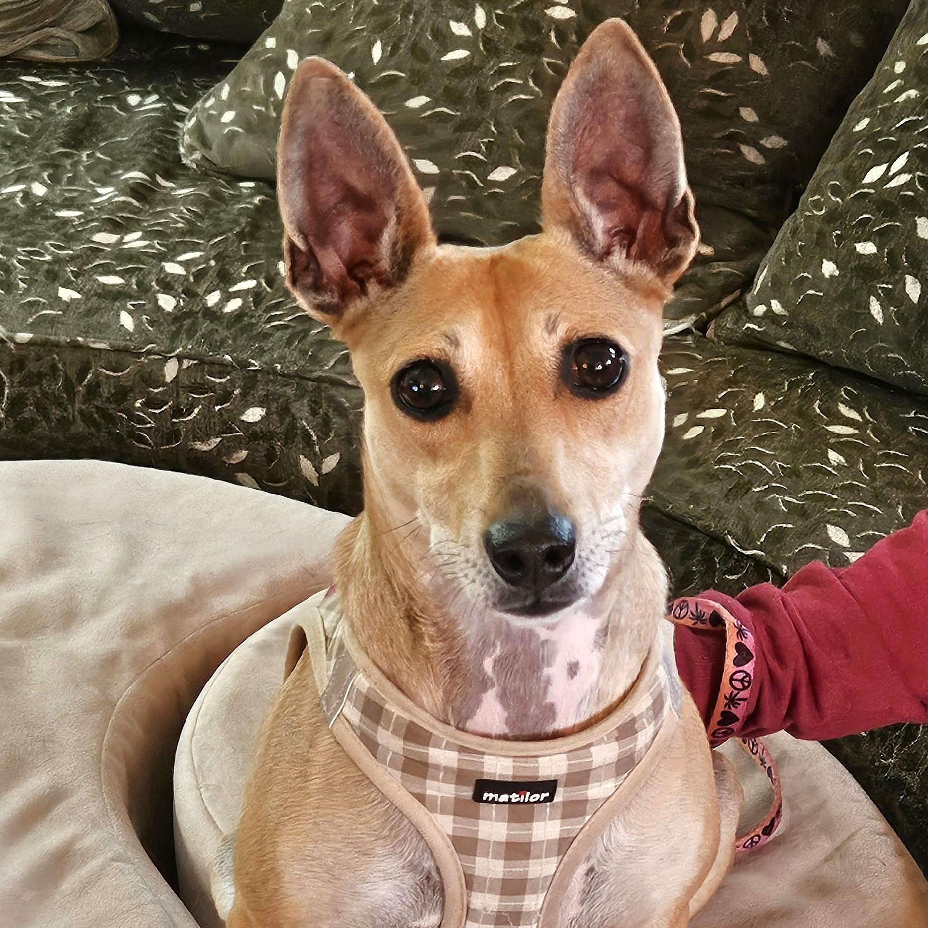 Sissy - ADOPTED!!, a Adoptable mixed breed in Scranton, PA image 6/6