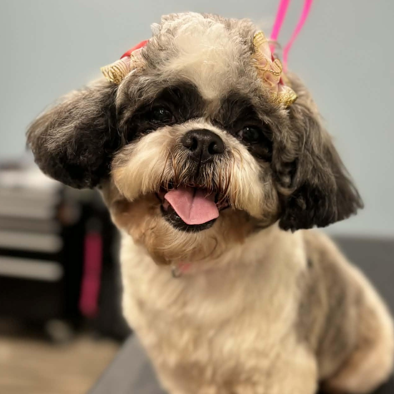 Gizzy, an adopted Shih Tzu in Danbury, CT image 2/5