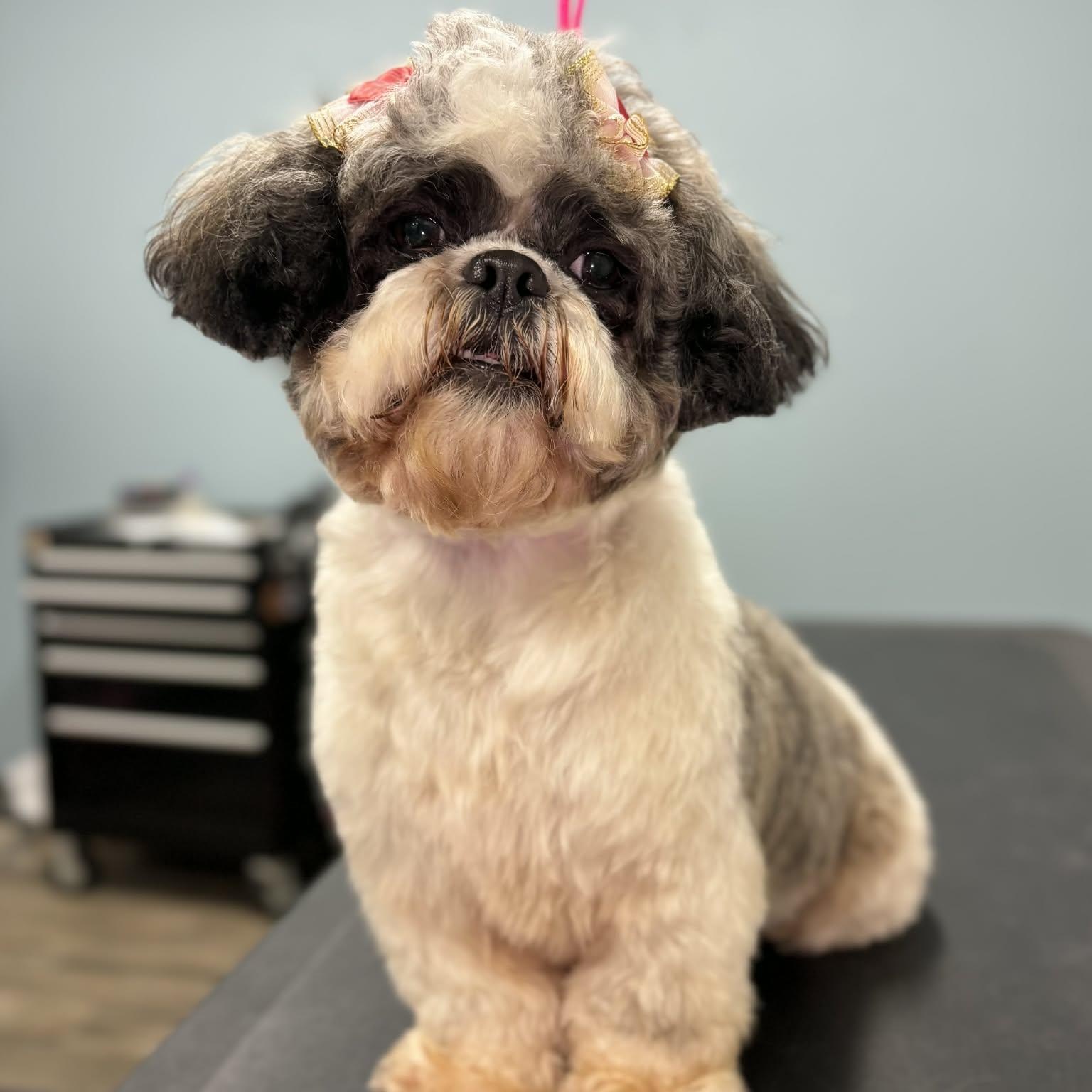 Gizzy, an adopted Shih Tzu in Danbury, CT image 5/5