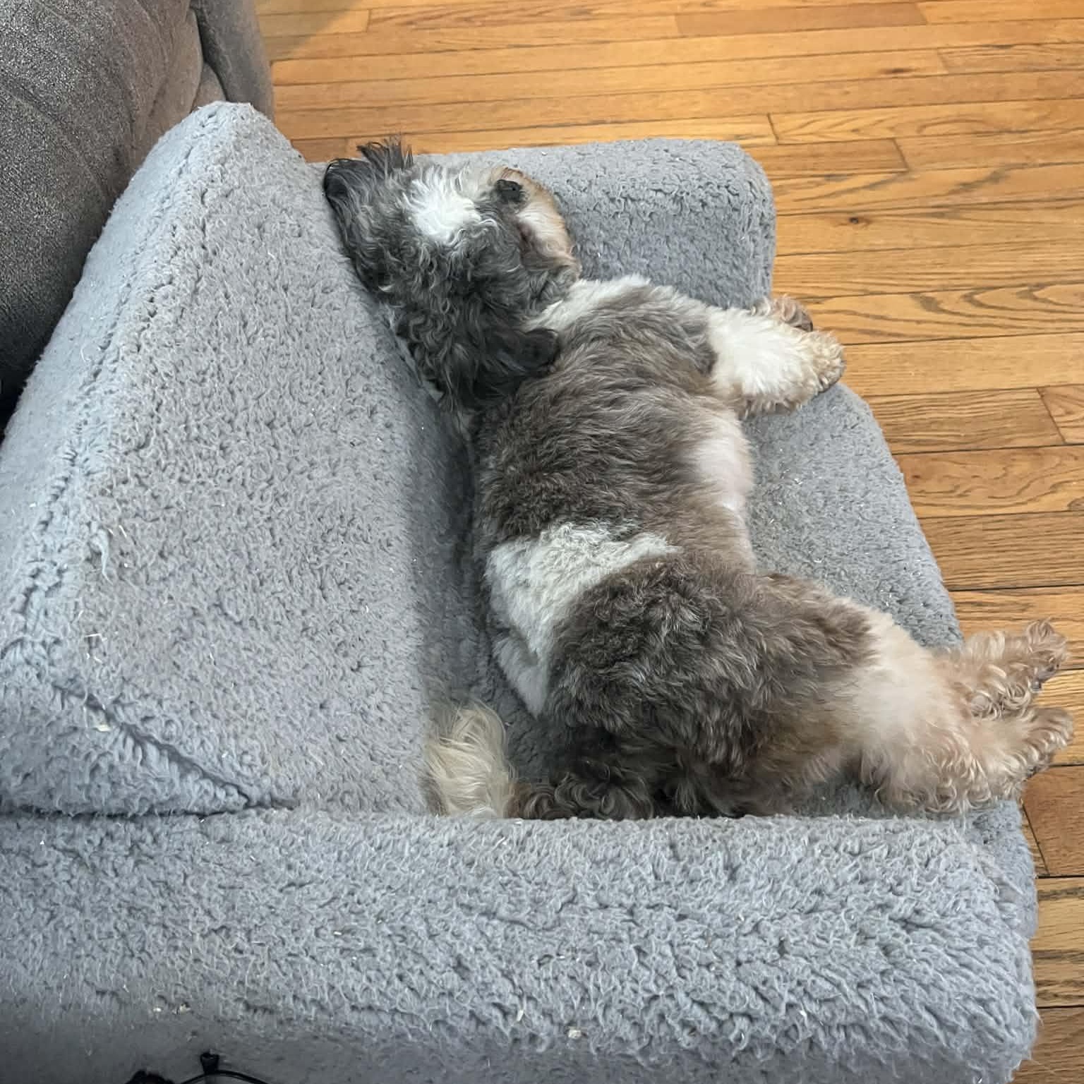 Gizzy, an adopted Shih Tzu in Danbury, CT image 4/5