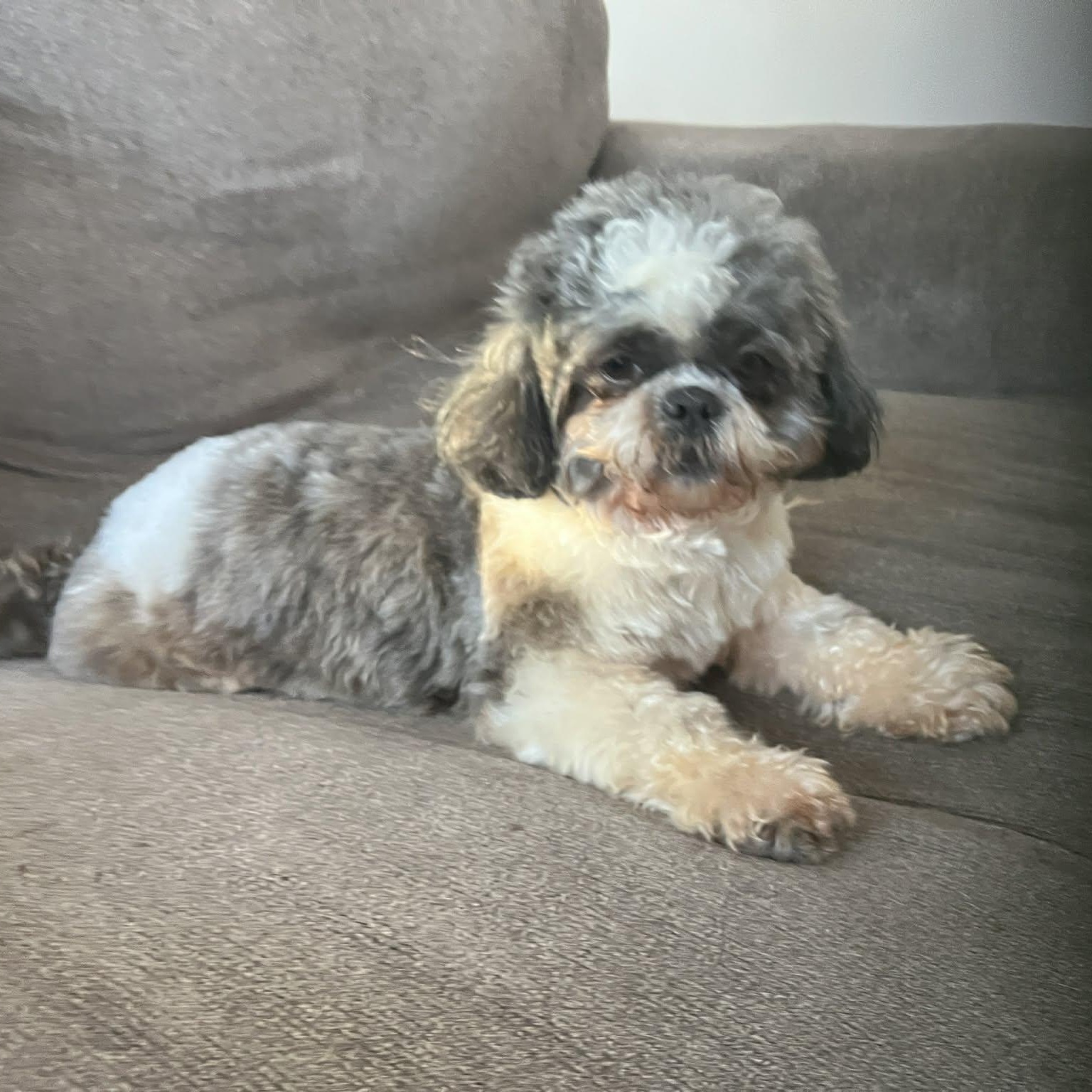 Gizzy, an adopted Shih Tzu in Danbury, CT image 3/5