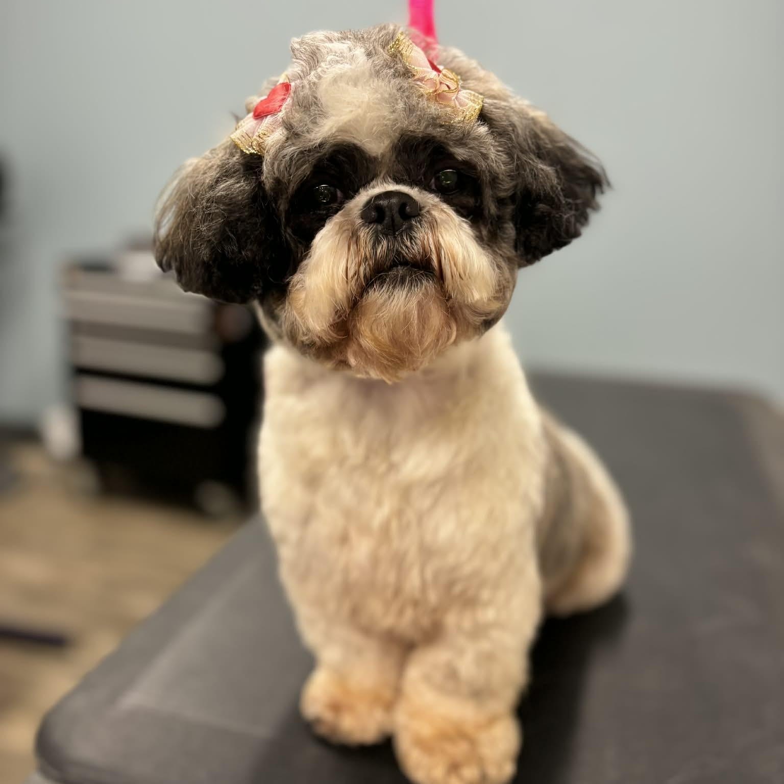 Gizzy, an adopted Shih Tzu in Danbury, CT image 1/5