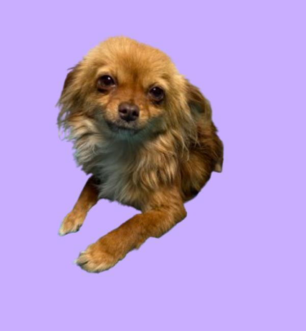 Ashley, Adoptable, Young Female Chihuahua.