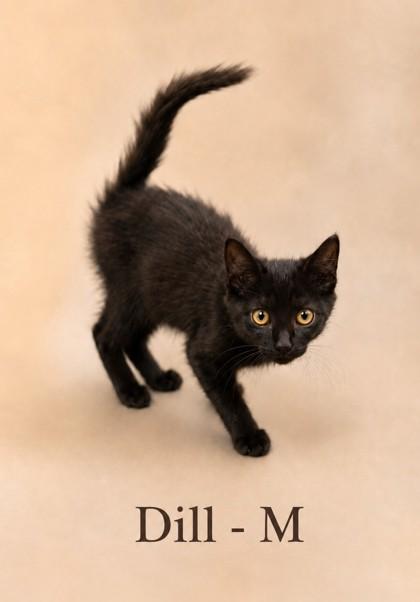 Dill, Adoptable, Kitten Male Domestic Short Hair & Domestic Short Hair.