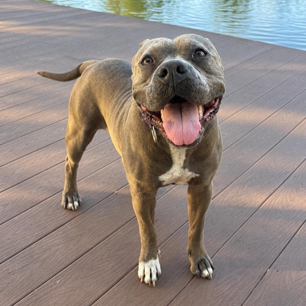 Enlarge Kiki, a Adopted mixed breed in Nashville, TN image 4/6