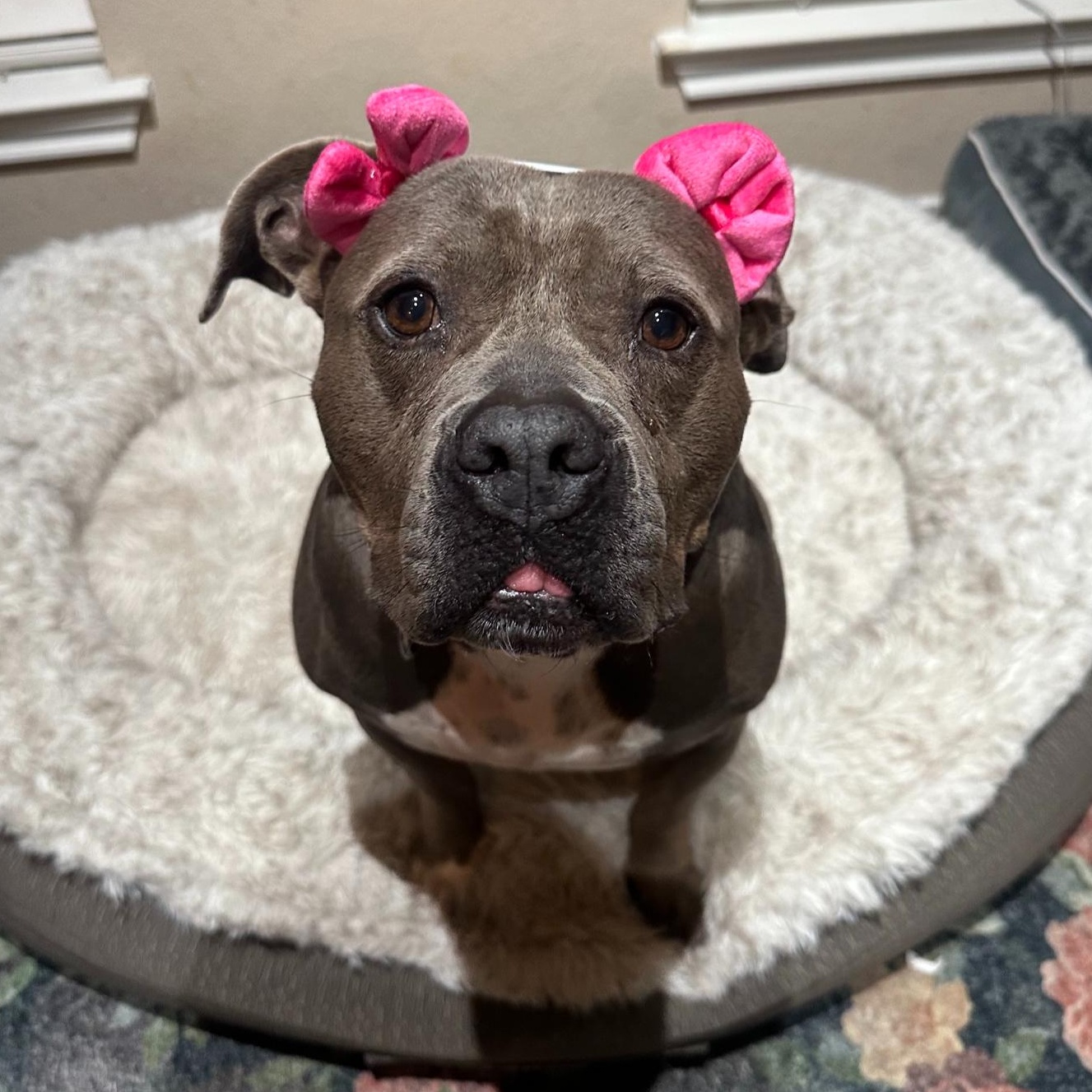 Kiki, Adopted, Adult Female American Bully & American Staffordshire Terrier.
