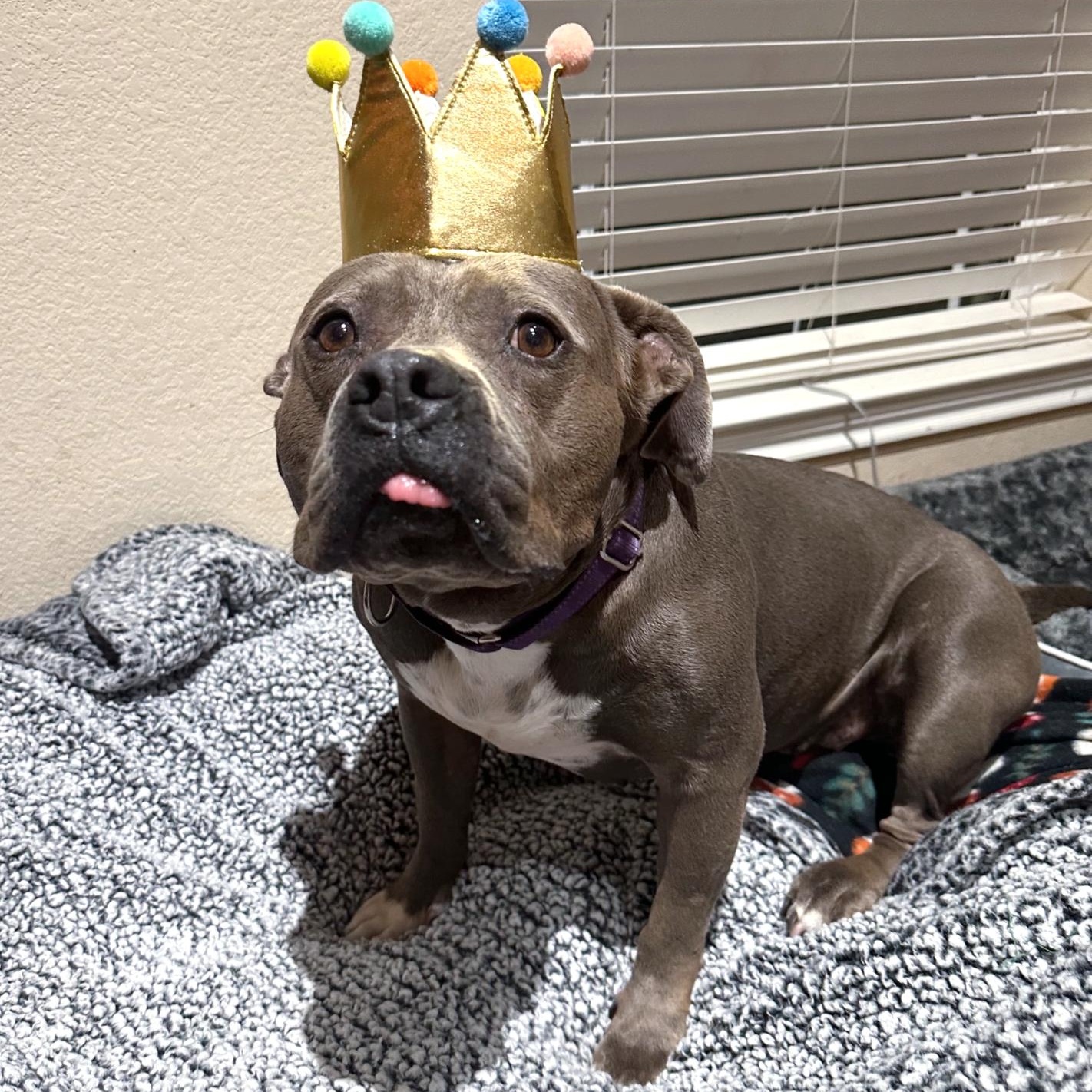 Enlarge Kiki, a Adopted mixed breed in Nashville, TN image 3/6