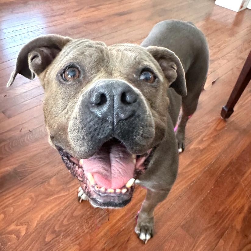 Enlarge Kiki, a Adopted mixed breed in Nashville, TN image 6/6