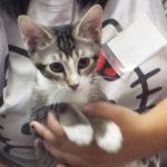 Cosmopolitan, Baby Male Tabby