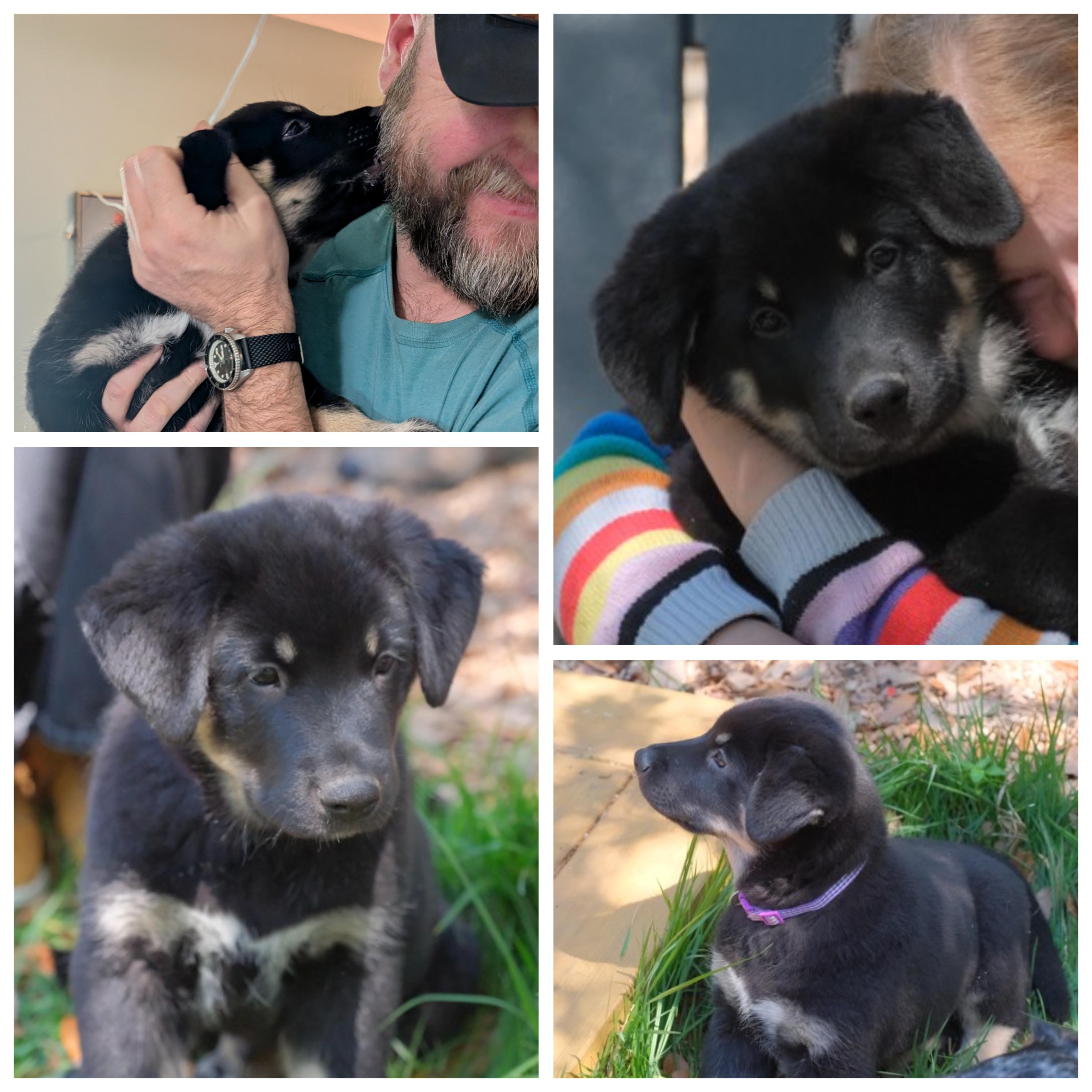 Pippin , an adopted mixed breed in Austin , TX image 2/6