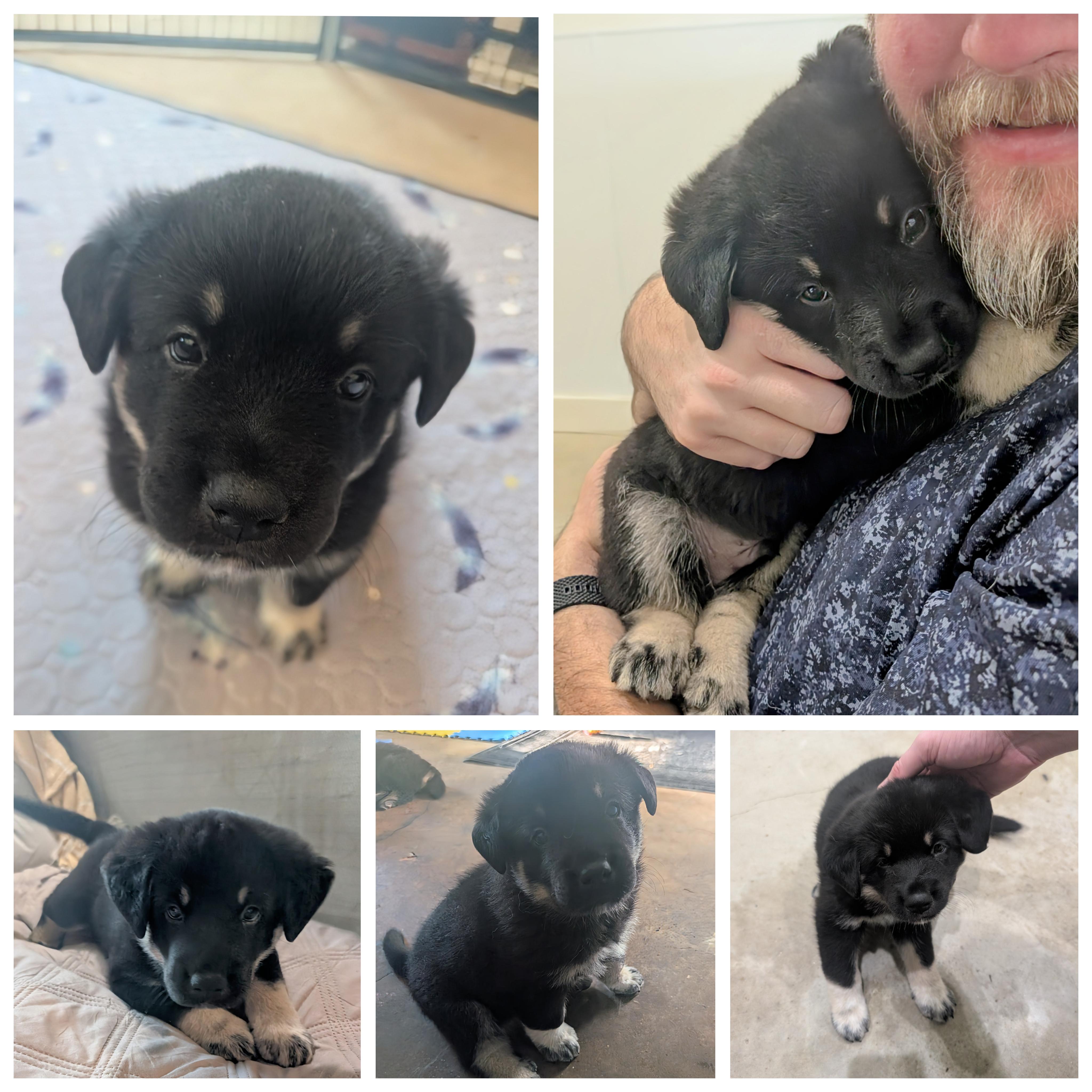 Pippin , an adopted mixed breed in Austin , TX image 4/6