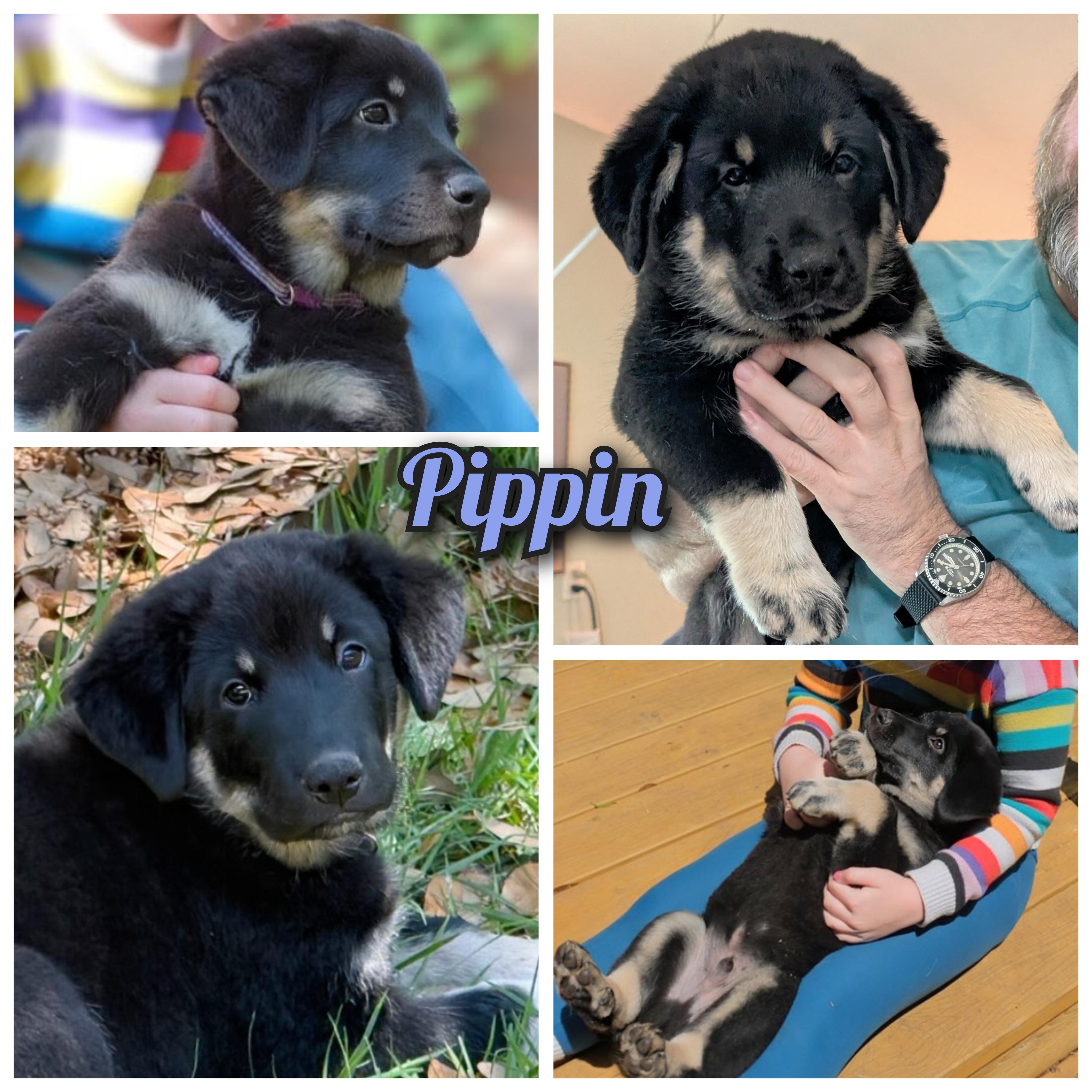 Pippin , an adopted mixed breed in Austin , TX image 1/6