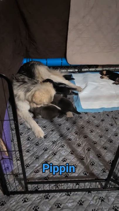 Enlarge Pippin , an adopted mixed breed in Austin , TX video 6/6