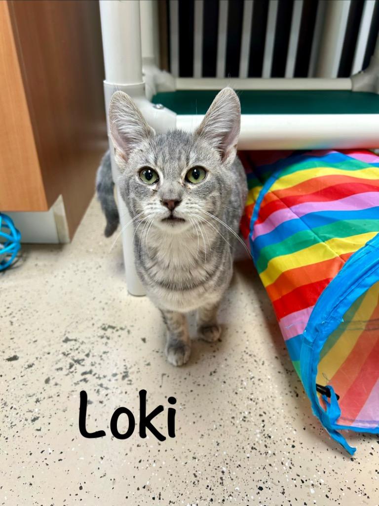 Loki, Adoptable, Kitten Male Domestic Short Hair.