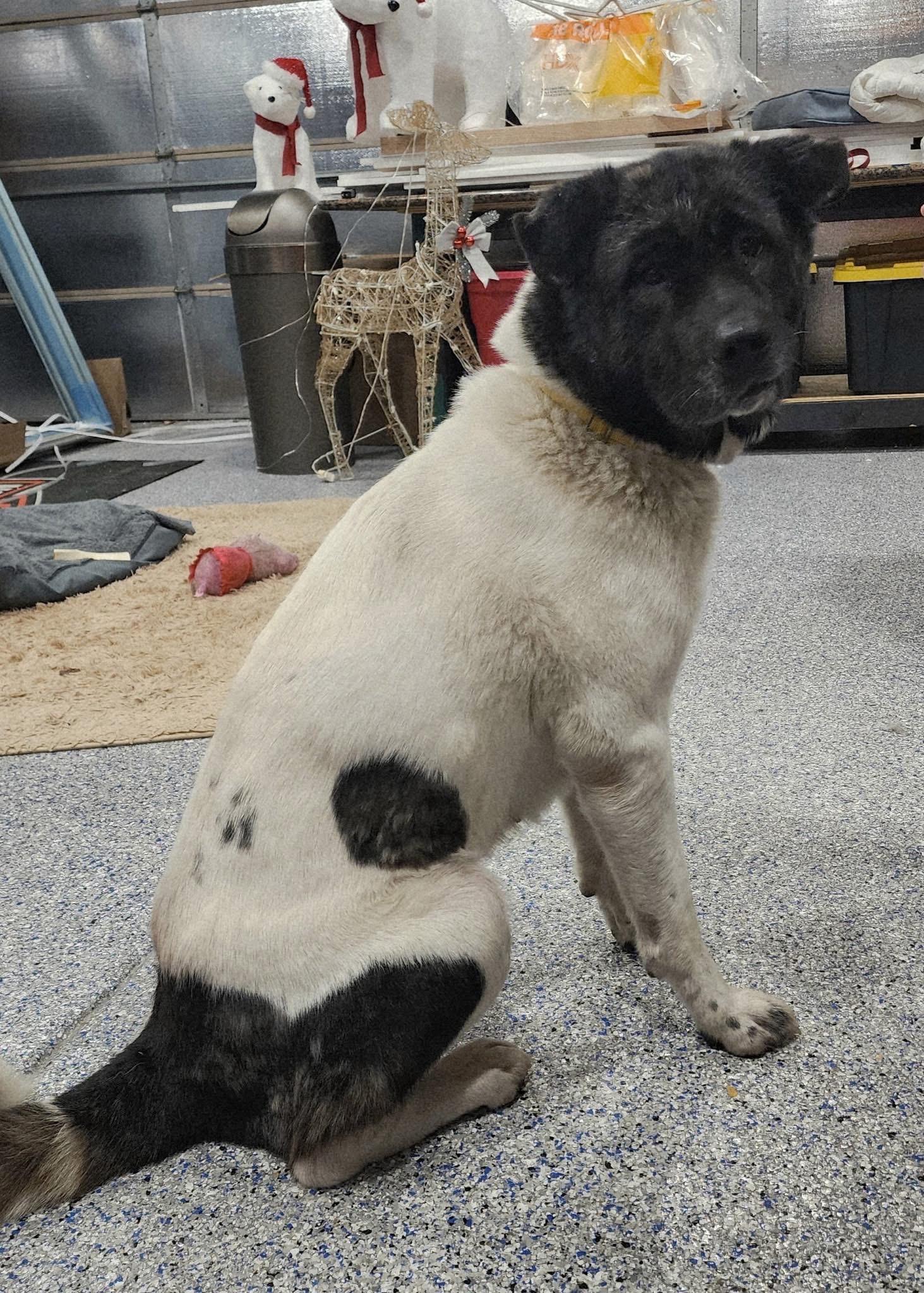 Layla, adopted, Adult Female Akita.