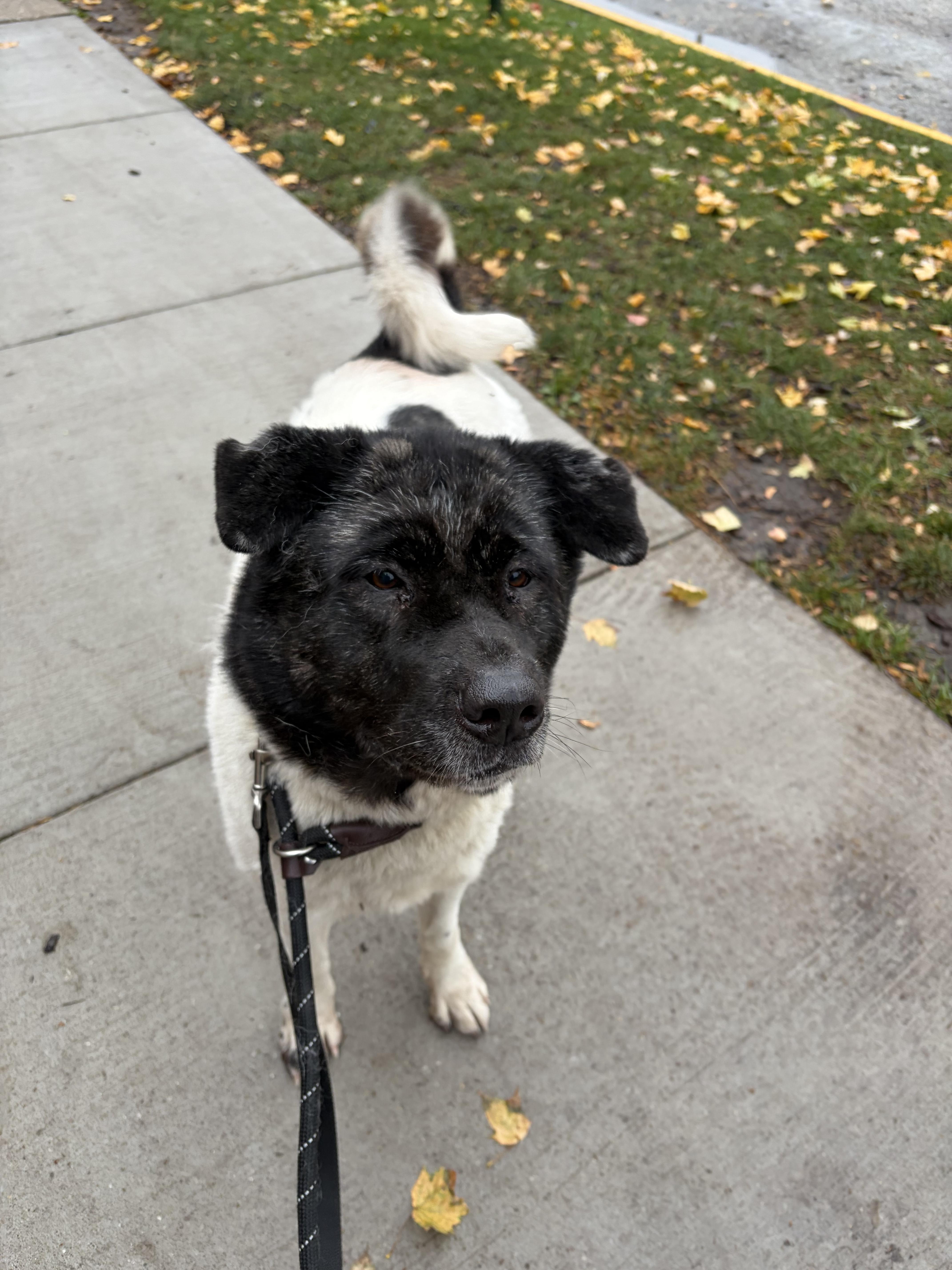 Enlarge Layla, an adoptable mixed breed in Blue Island, IL image 3/4