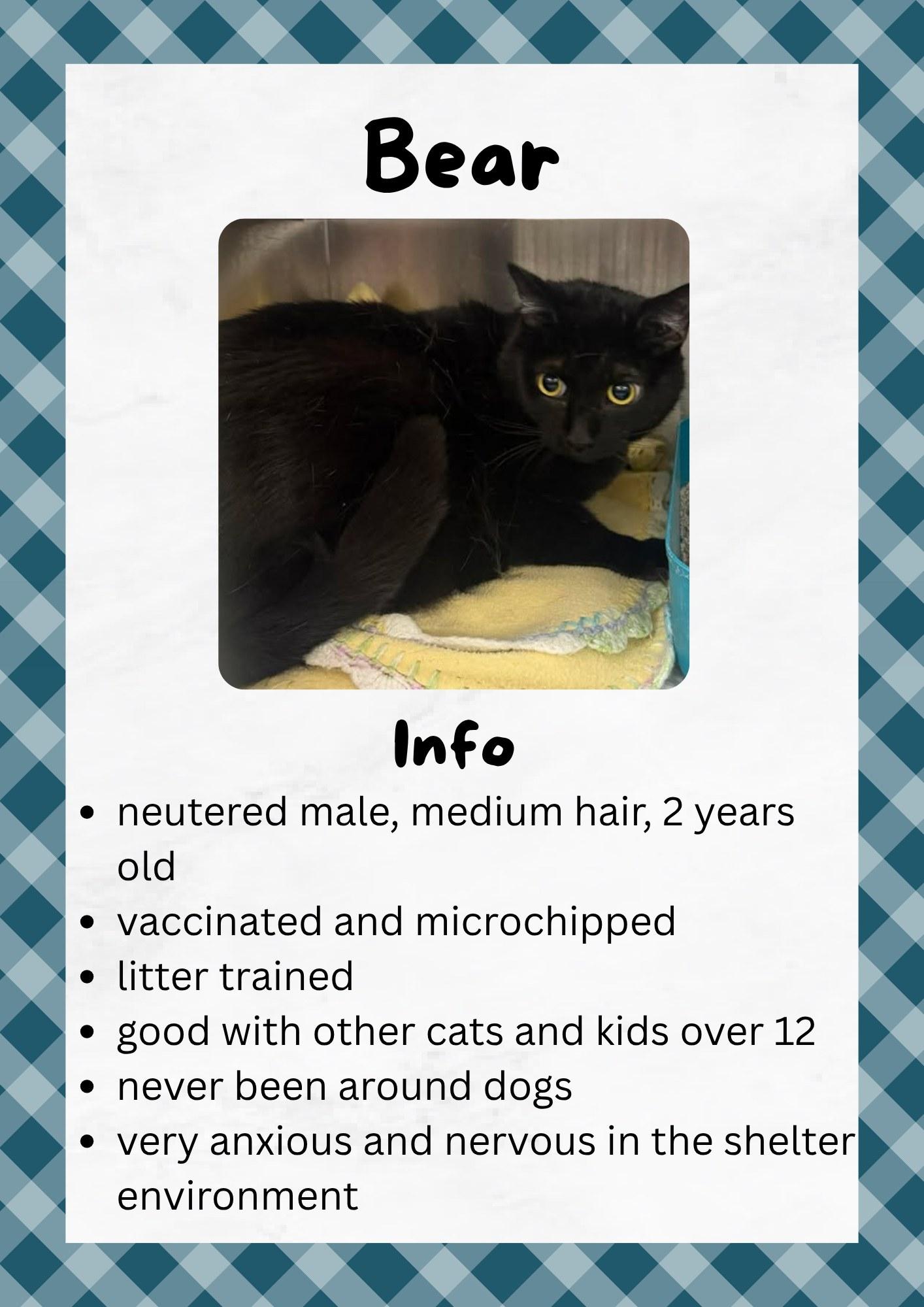 Bear, ADOPTABLE, Adult Male Domestic Short Hair.