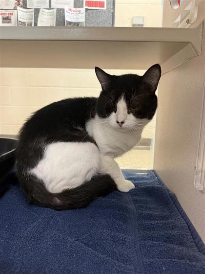 Enlarge Virgo, a Adoptable mixed breed in Hutchinson, KS image 1/2