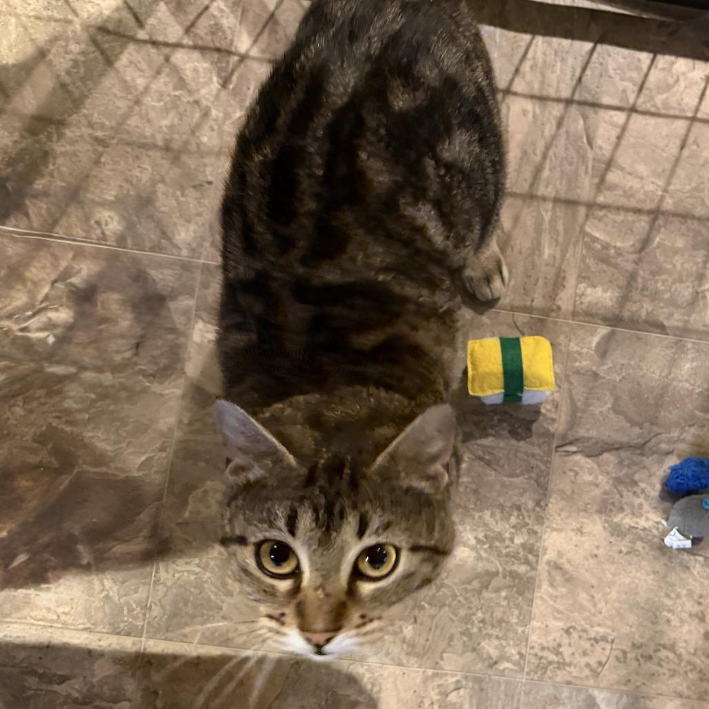 Izzy (Courtesy Post), a Adoptable Domestic Short Hair in St. Paul, MN image 1/6