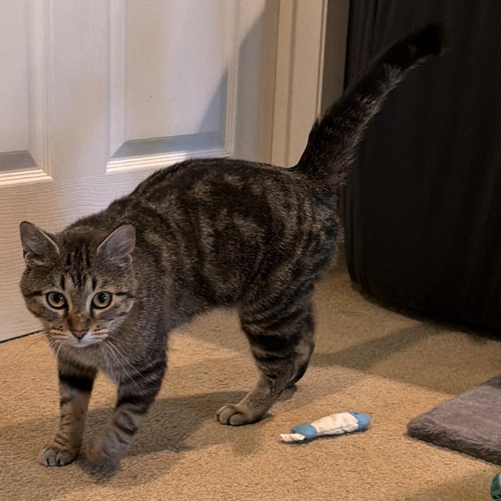 Izzy (Courtesy Post), a Adoptable Domestic Short Hair in St. Paul, MN image 2/6