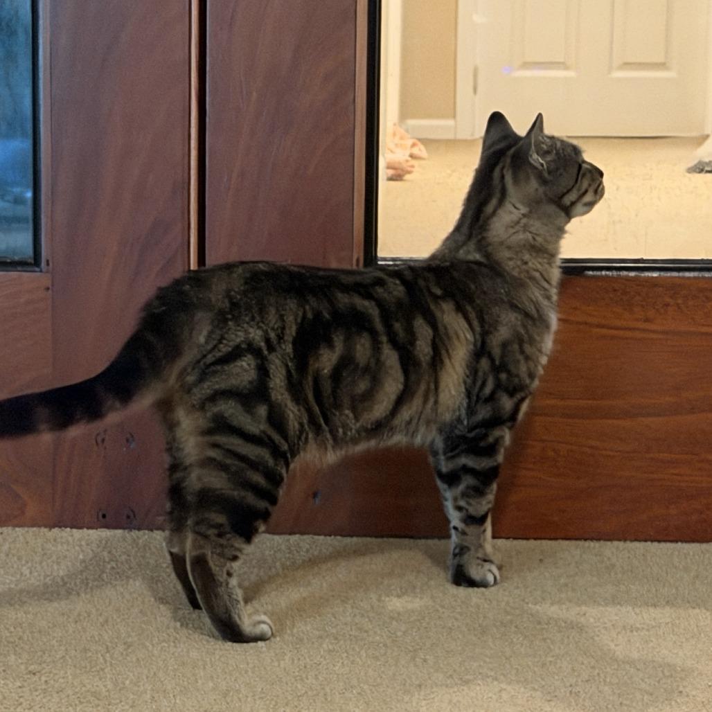 Izzy (Courtesy Post), a Adoptable Domestic Short Hair in St. Paul, MN image 3/6