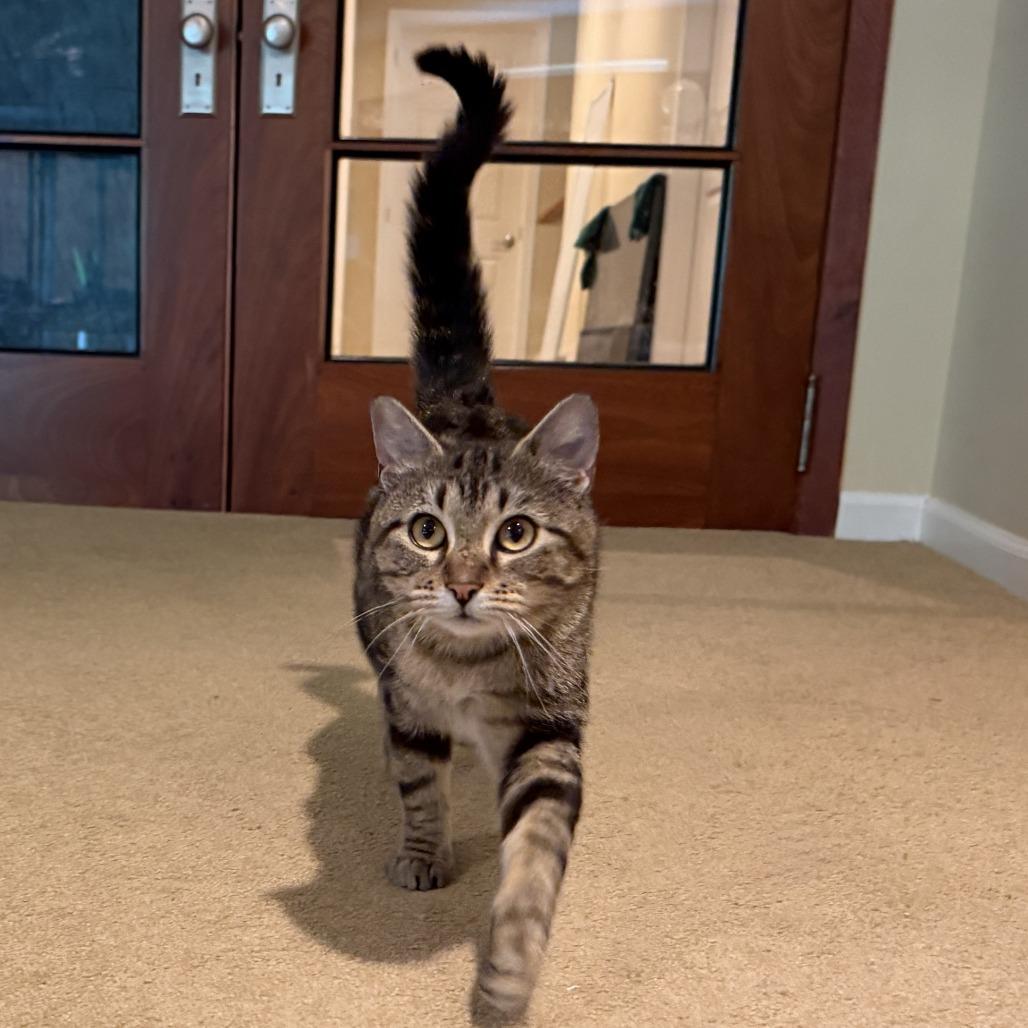 Izzy (Courtesy Post), a Adoptable Domestic Short Hair in St. Paul, MN image 4/6