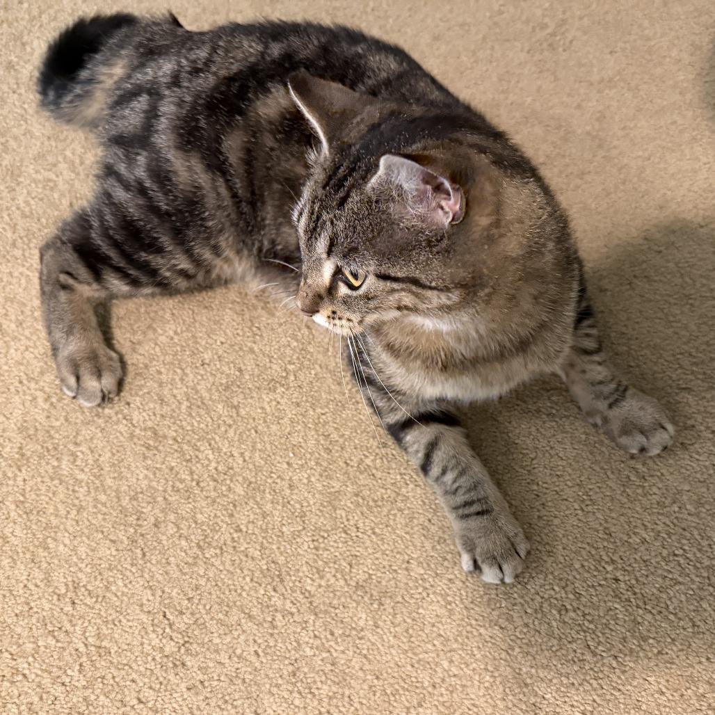 Izzy (Courtesy Post), a Adoptable Domestic Short Hair in St. Paul, MN image 5/6