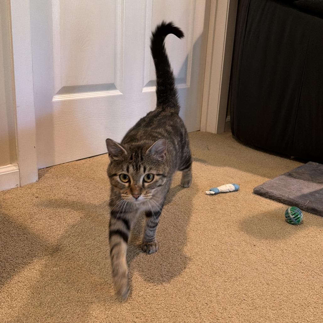Izzy (Courtesy Post), a Adoptable Domestic Short Hair in St. Paul, MN image 6/6