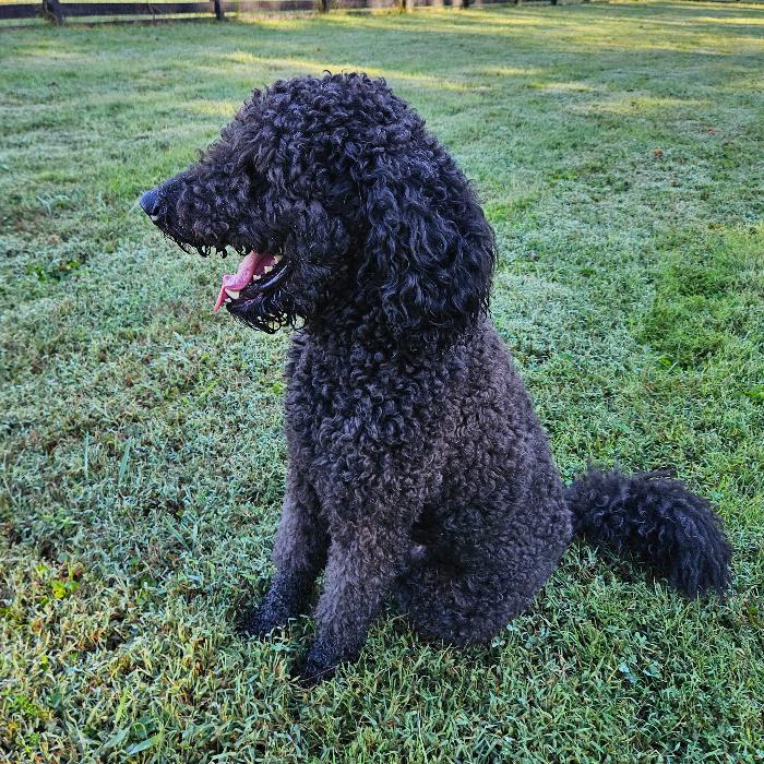 Nova #7021, Adoptable, Adult Male Labradoodle.