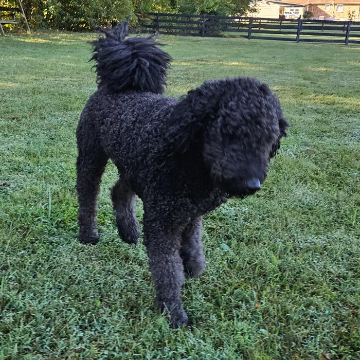 Enlarge Nova #7021, a Adoptable Labradoodle in Louisville, KY image 2/6
