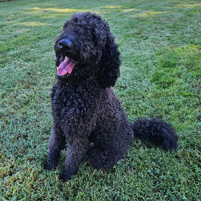 Enlarge Nova #7021, a Adoptable Labradoodle in Louisville, KY image 3/6