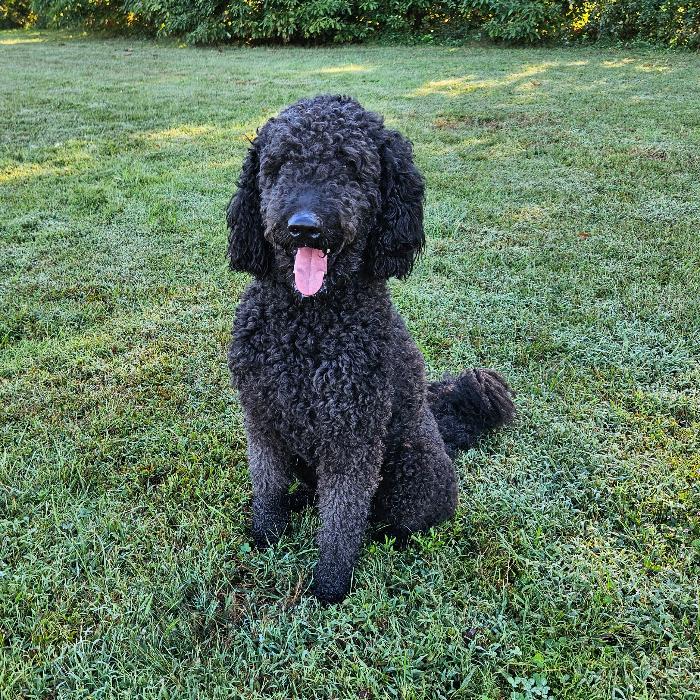 Enlarge Nova #7021, a Adoptable Labradoodle in Louisville, KY image 4/6