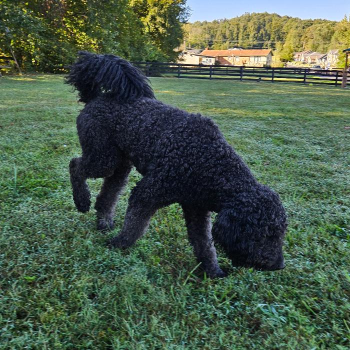 Enlarge Nova #7021, a Adoptable Labradoodle in Louisville, KY image 5/6