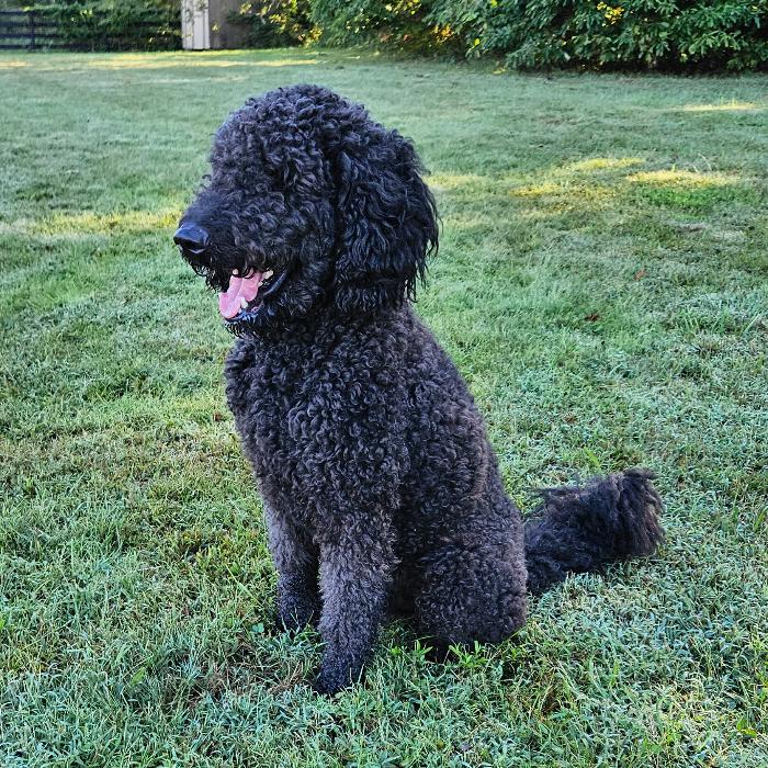 Enlarge Nova #7021, a Adoptable Labradoodle in Louisville, KY image 6/6