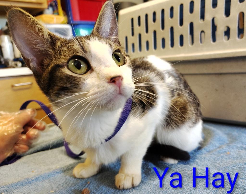 Ya Hay, Adoptable, Kitten Male Domestic Short Hair.