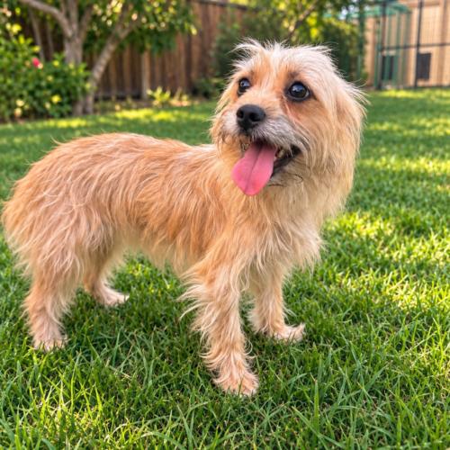 Beth, Adoptable, Young Female Yorkshire Terrier & Terrier.