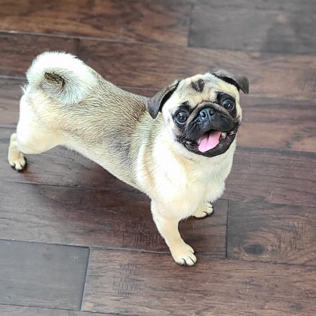 Bubbles, adoptable, Young Female Pug.