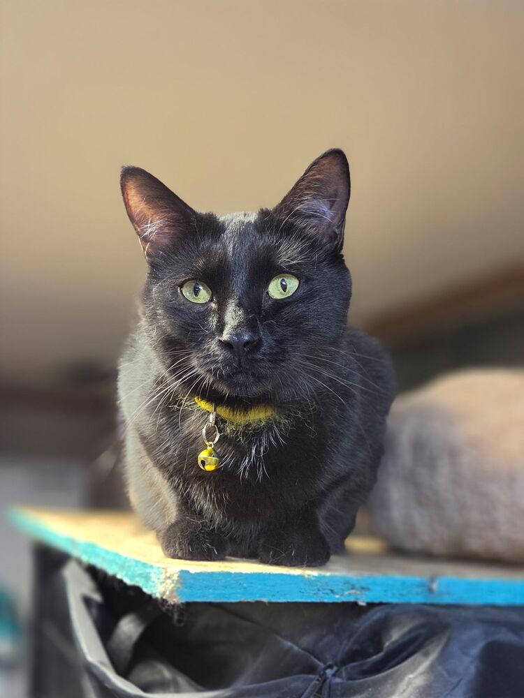 Enlarge Converse, a Adoptable mixed breed in Bellevue, NE image 2/6