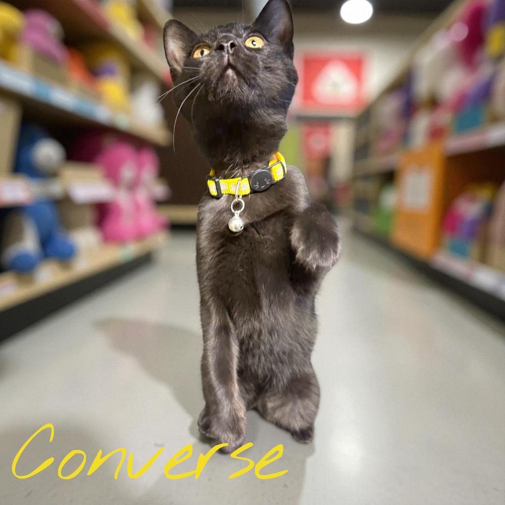 Converse, Adoptable, Young Female Domestic Short Hair.