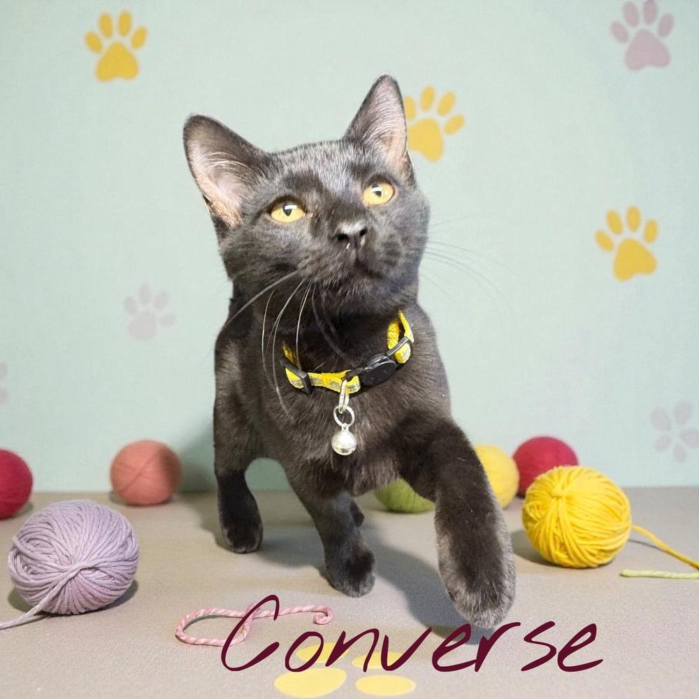Enlarge Converse, a Adoptable mixed breed in Bellevue, NE image 3/4