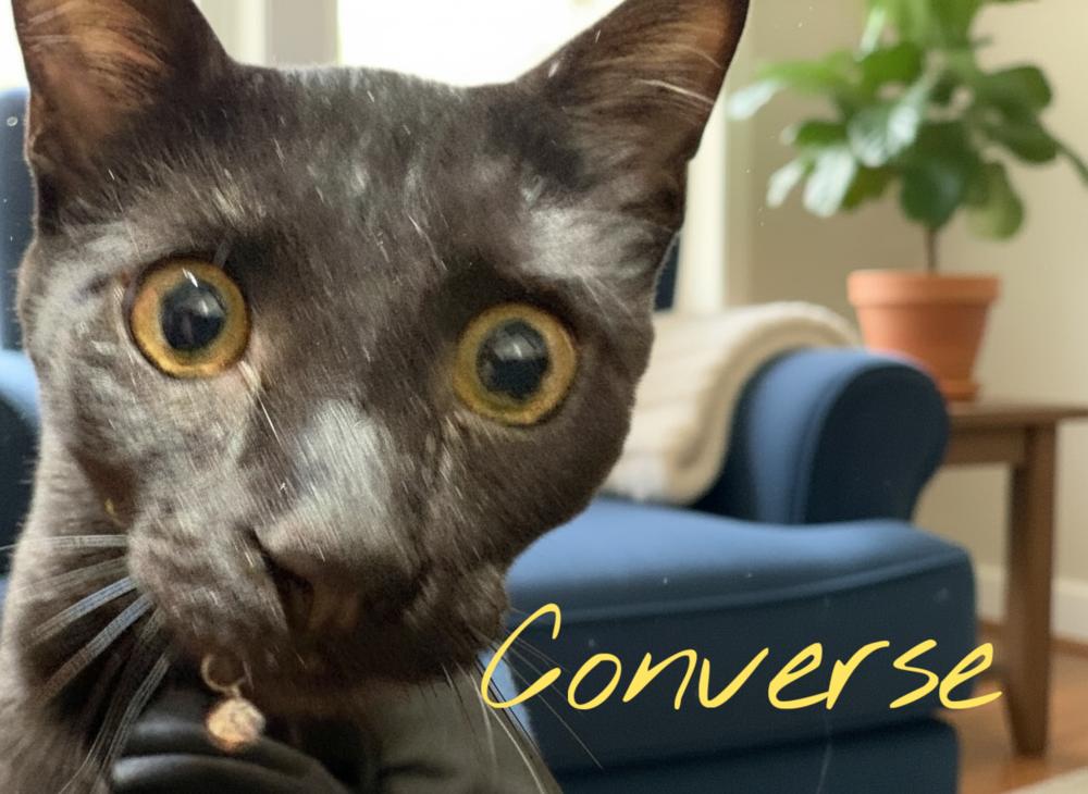 Enlarge Converse, a Adoptable mixed breed in Bellevue, NE image 4/4