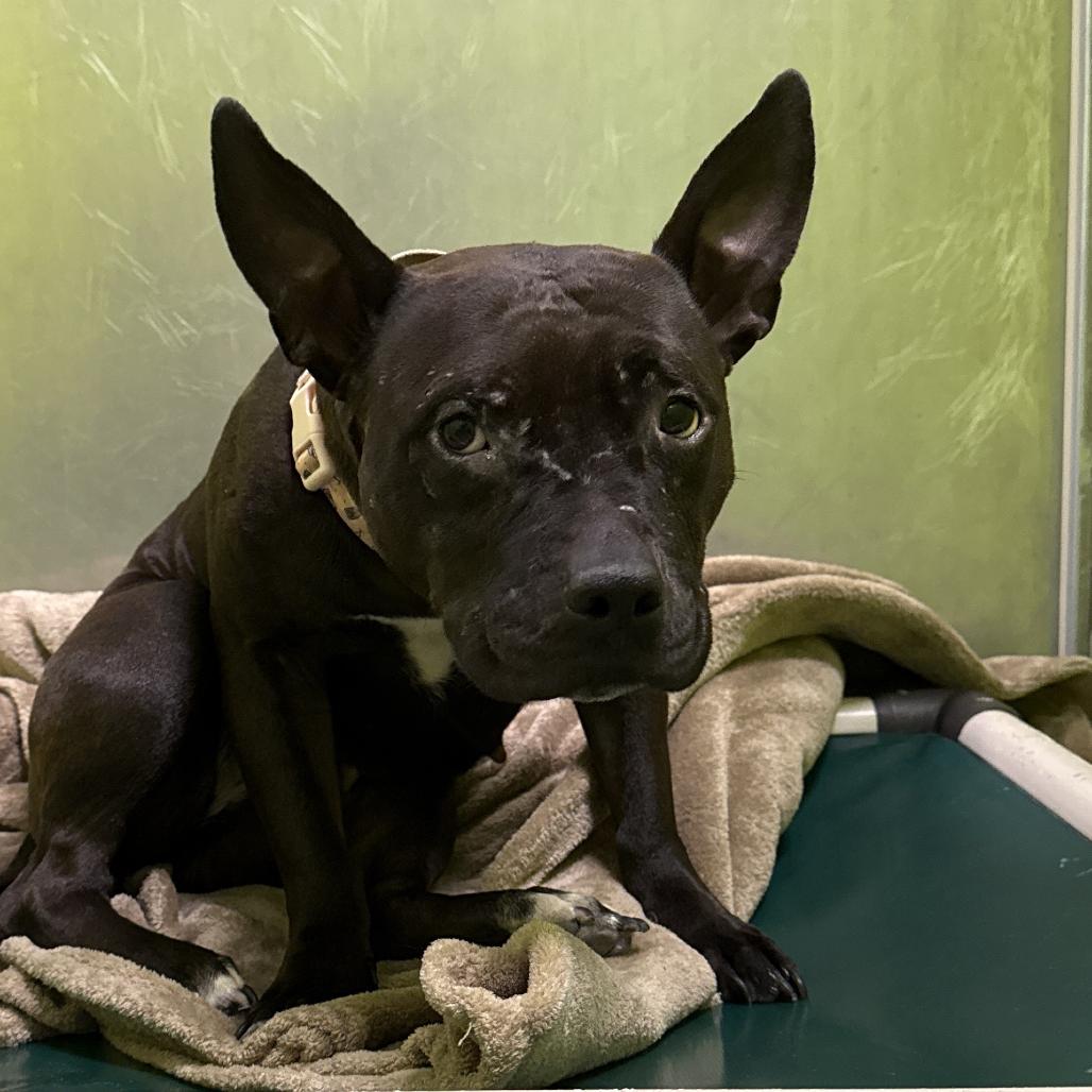 Enlarge Calypso, a Adoptable mixed breed in Spokane, WA image 2/2